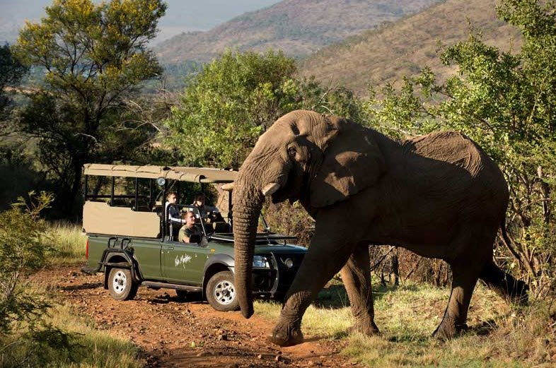 Pilanesberg National Park, North West Province, South Africa